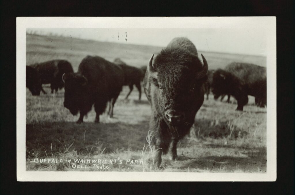 A photograph of several bison in a grassy field. One is approaching the camera.